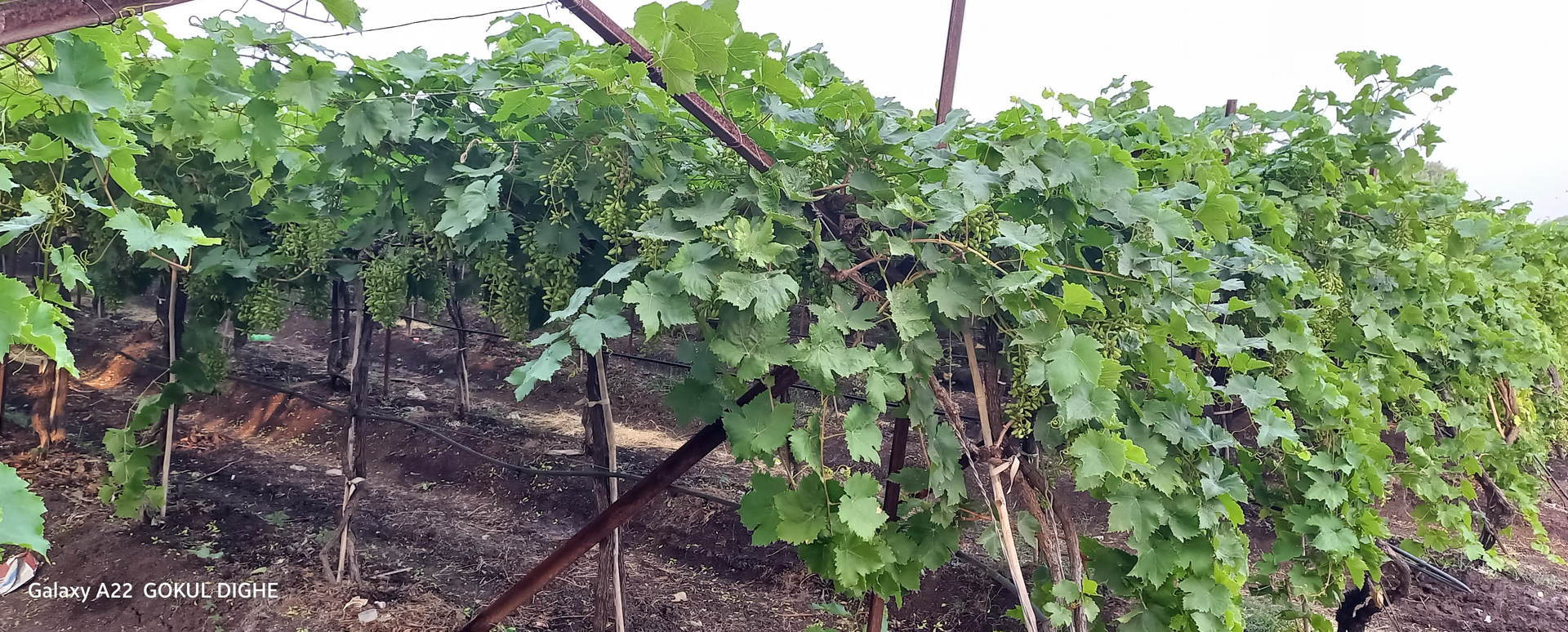 Sky Dreams Pre school